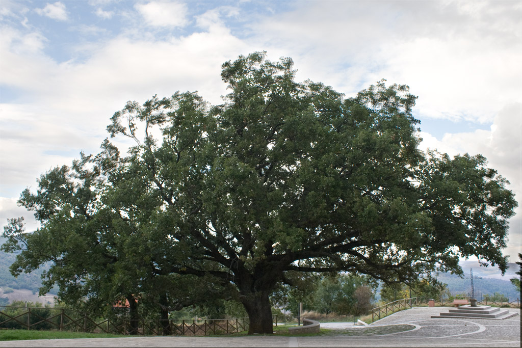 Quercia
