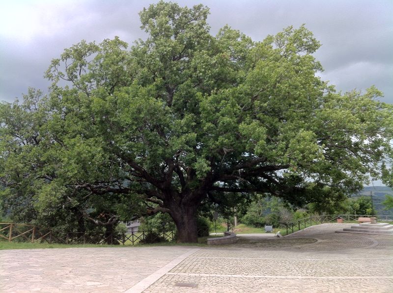 quercia